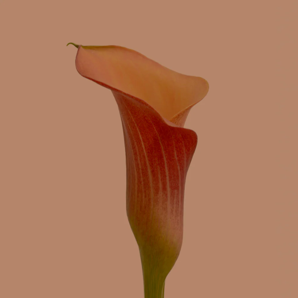 Penis Pleasure Masterclass: Online Program